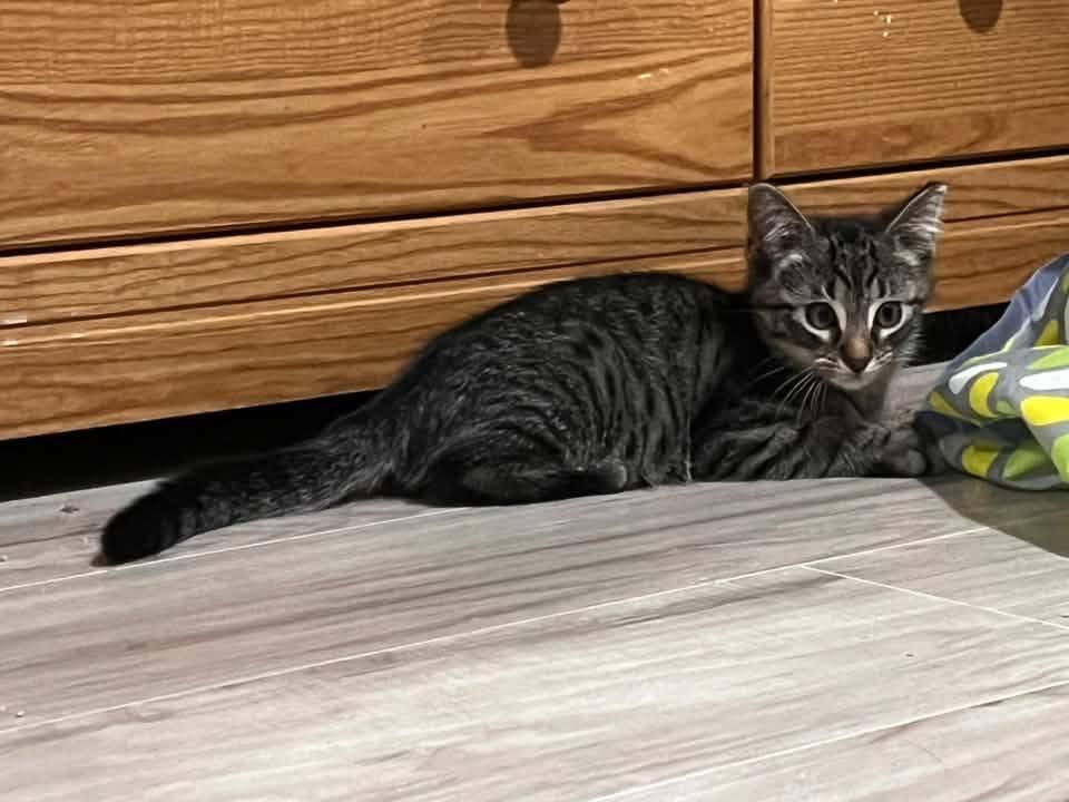 Duke, an adopted Domestic Short Hair in Cleveland, OH image 4/5