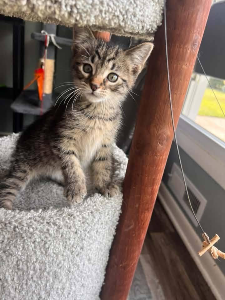 Duke, adopted, Kitten Male Domestic Short Hair.