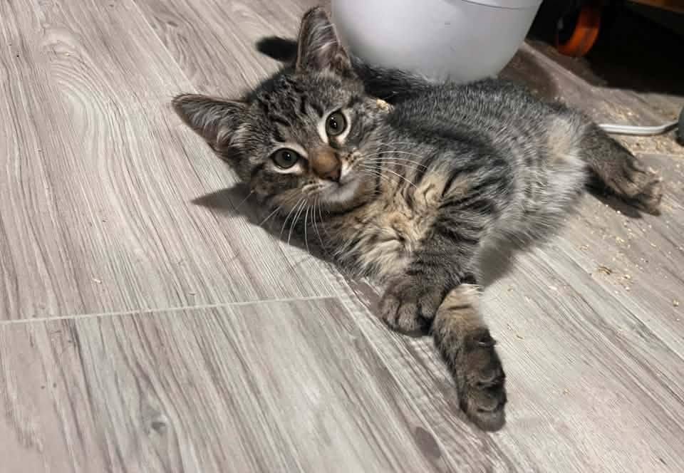 Duke, an adopted Domestic Short Hair in Cleveland, OH image 2/5