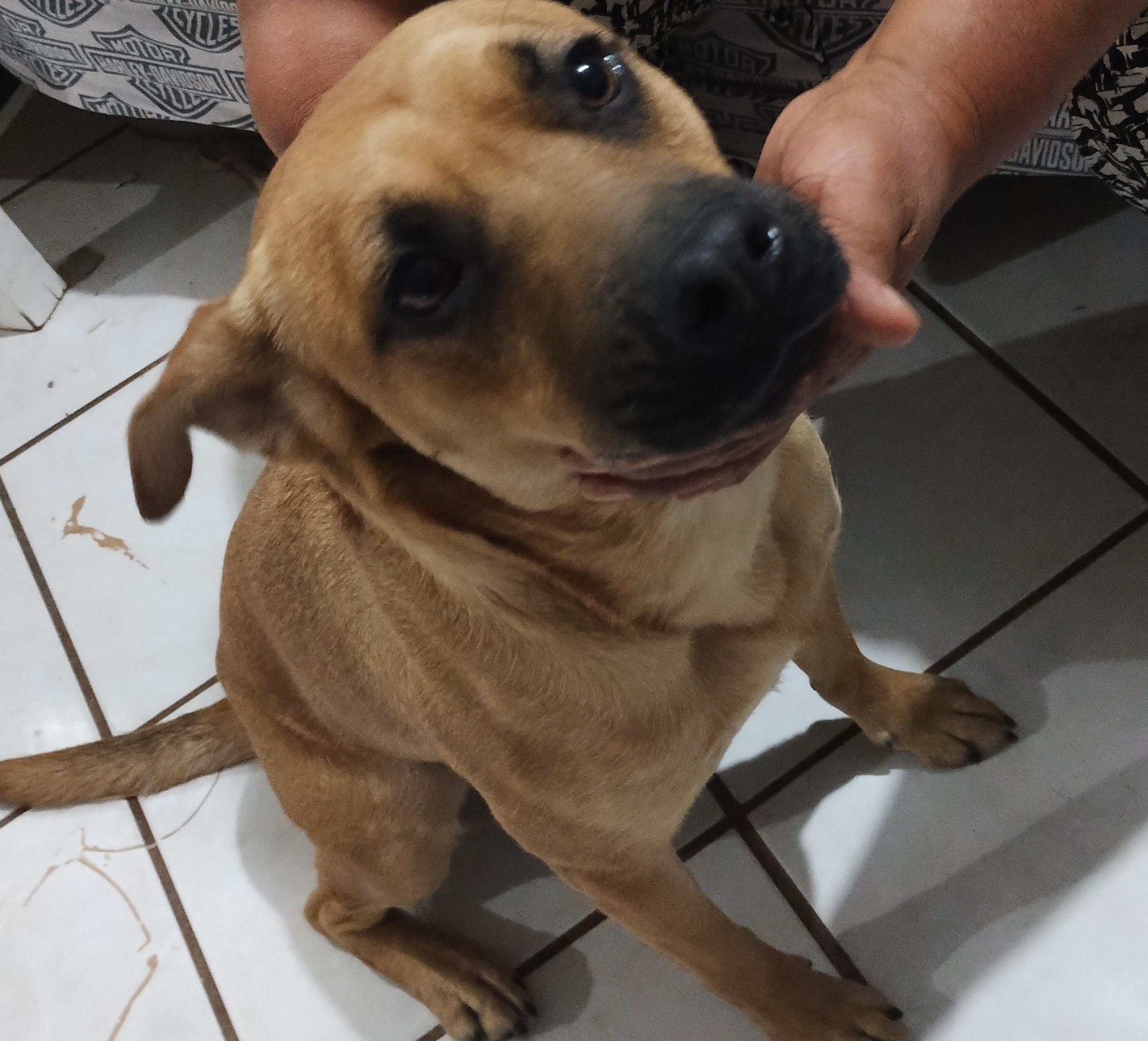 Lukas, an adoptable Pit Bull Terrier in Mexicali, BCN, 21280 | Photo Image 4