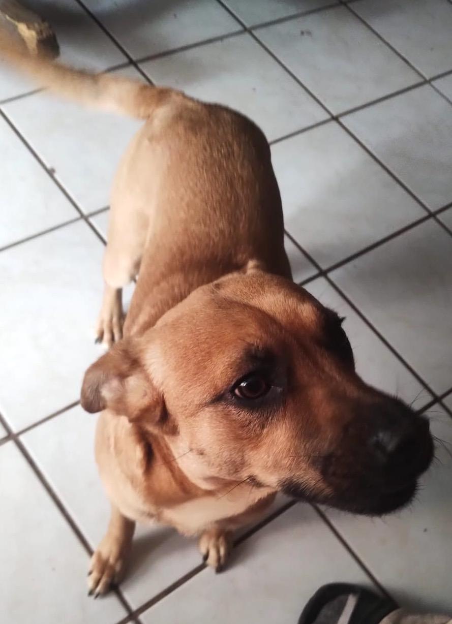 Enlarge Lukas, a Adoptable mixed breed in Mexicali, BCN image 3/4