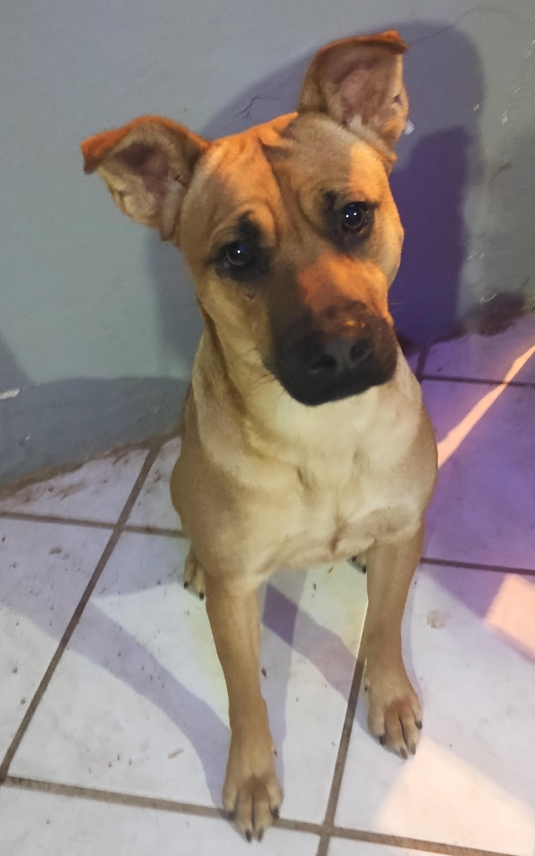 Lukas, an adoptable Pit Bull Terrier in Mexicali, BCN, 21280 | Photo Image 3