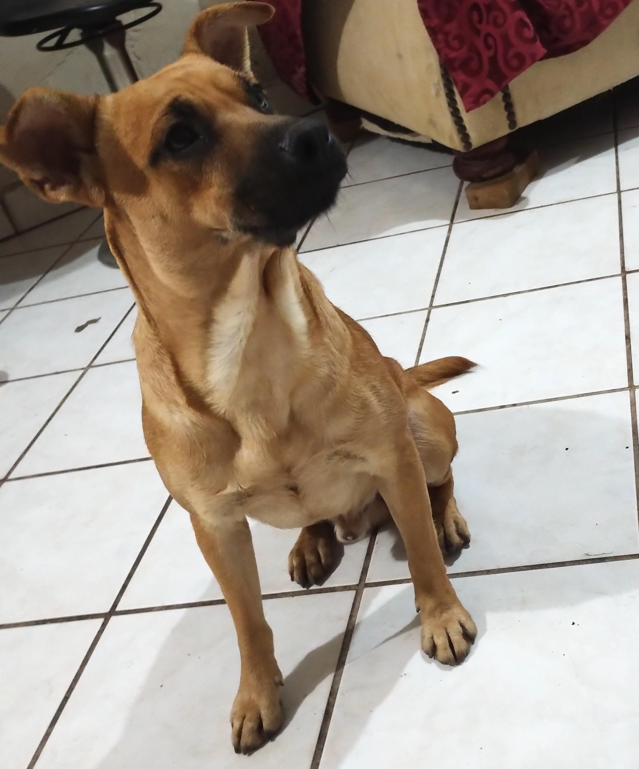 Lukas, an adoptable Pit Bull Terrier in Mexicali, BCN, 21280 | Photo Image 2