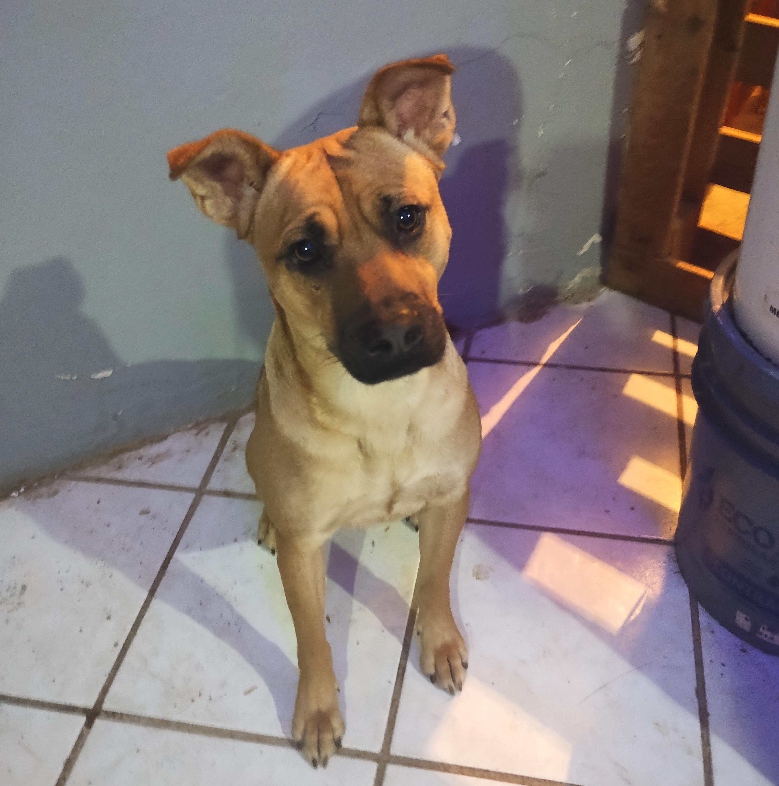 Lukas, Adult Male Pit Bull Terrier
