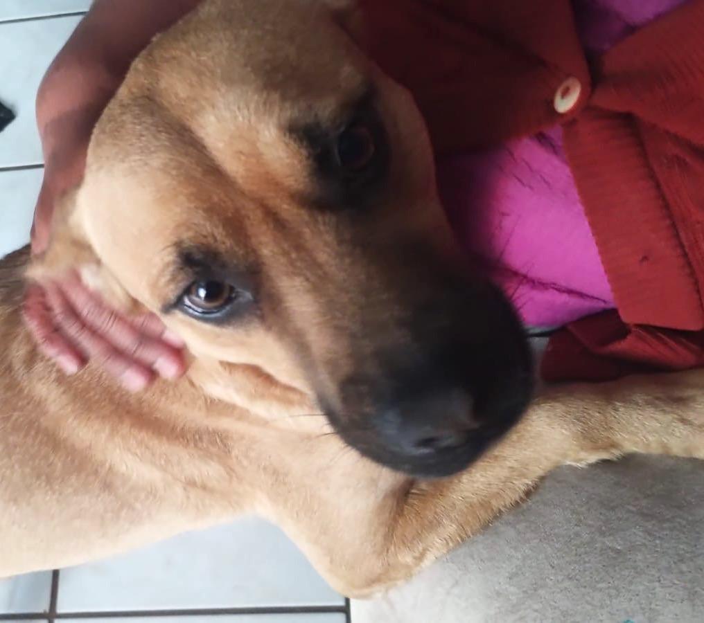 Enlarge Lukas, a Adoptable mixed breed in Mexicali, BCN image 2/4