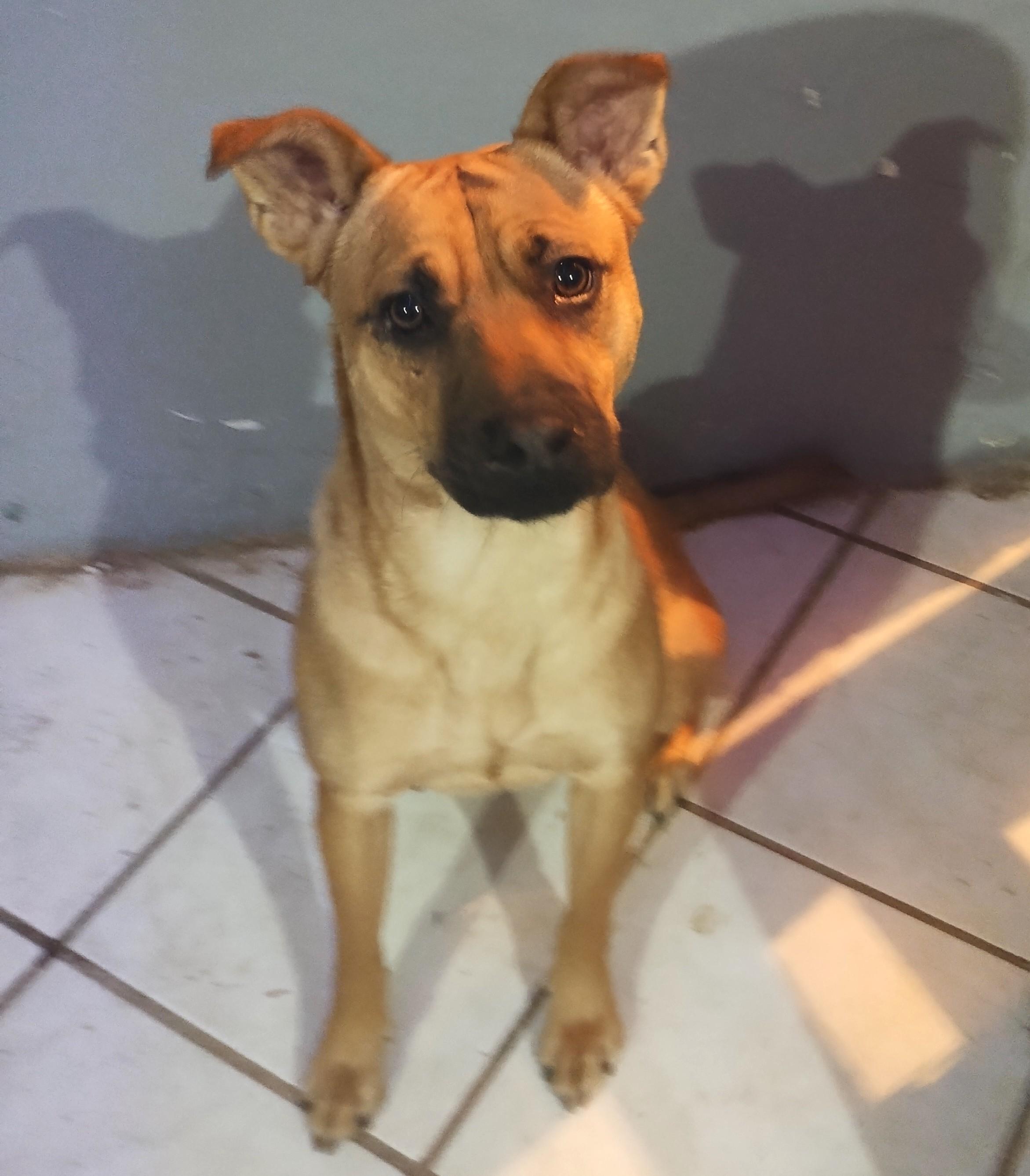 Lukas, a Adoptable mixed breed in Mexicali, BCN image 5/6