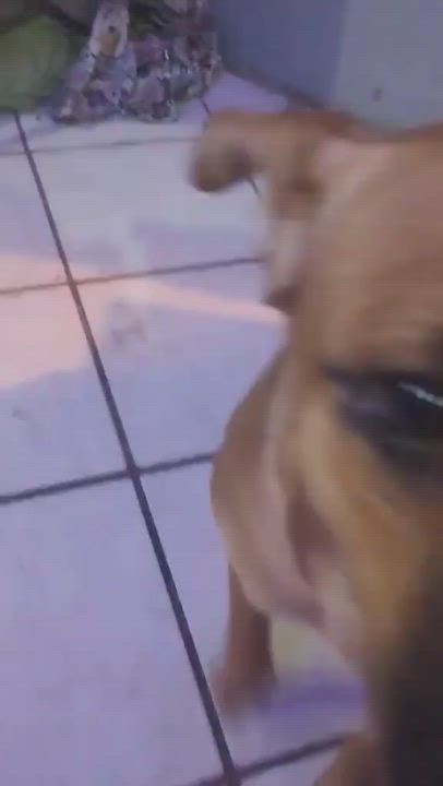 Enlarge Lukas, a Adoptable mixed breed in Mexicali, BCN video 6/6