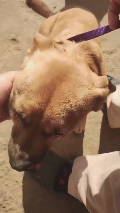 Enlarge Lukas, a Adoptable mixed breed in Mexicali, BCN video 4/4