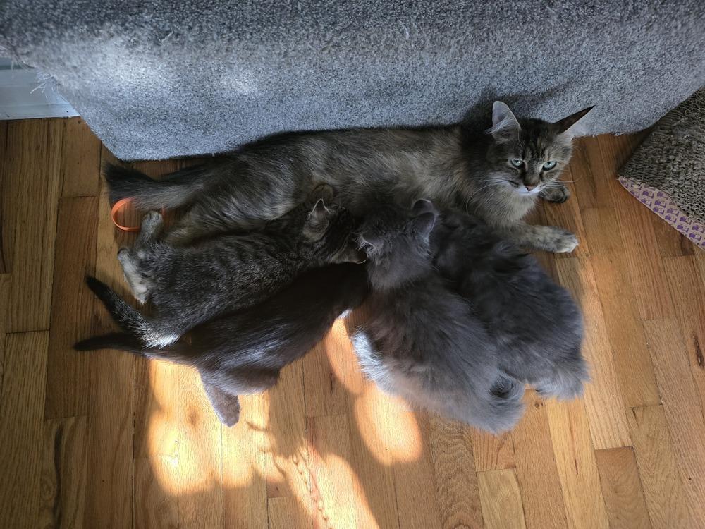 Enlarge Coco - Mom +4, a Adopted mixed breed in Lincoln Park, MI image 1/3