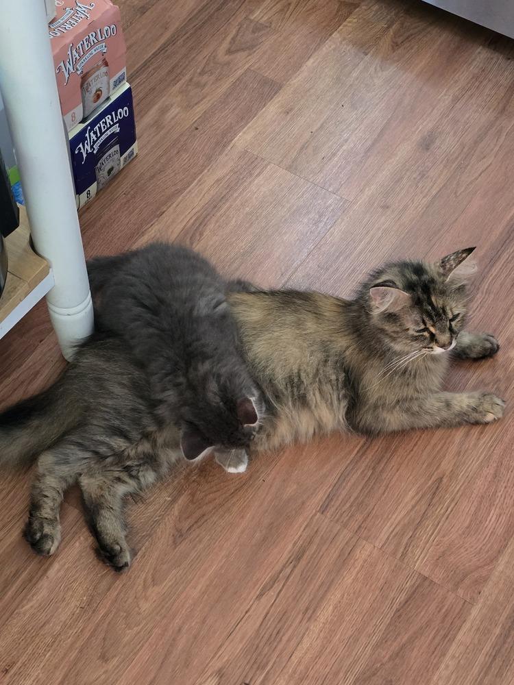 Enlarge Coco - Mom +4, a Adopted mixed breed in Lincoln Park, MI image 2/3