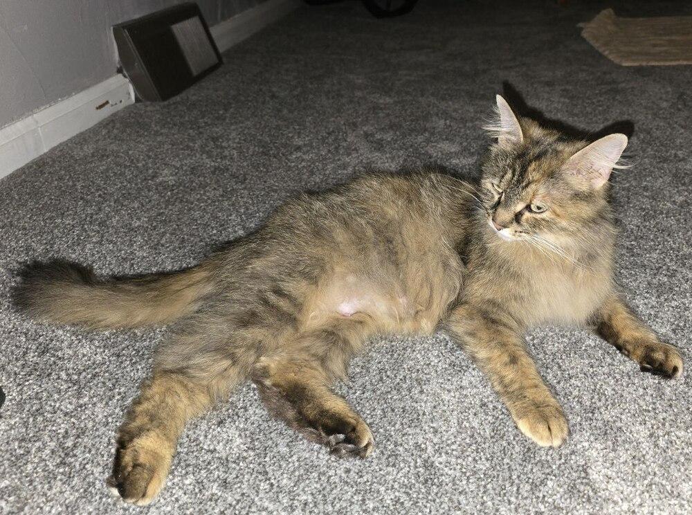 Enlarge Coco - Mom +4, a Adopted mixed breed in Lincoln Park, MI image 3/3