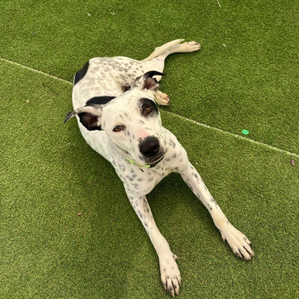 Rollie - PAWS, Adoptable, Adult Male Mixed Breed.