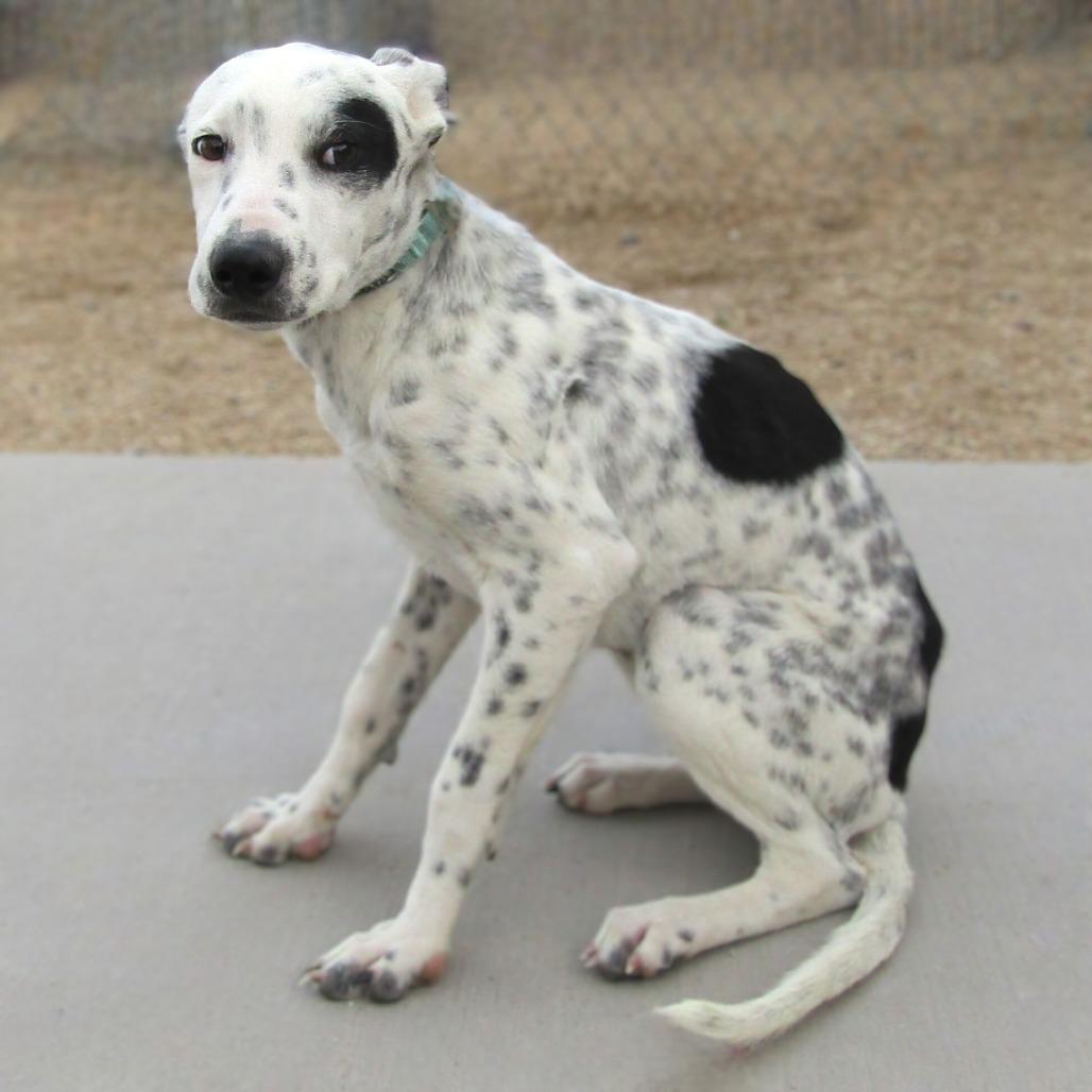 Enlarge Rollie - PAWS, a Adoptable Mixed Breed in Las Cruces, NM image 2/6