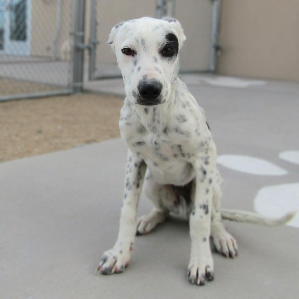 Enlarge Rollie - PAWS, a Adoptable Mixed Breed in Las Cruces, NM image 3/6
