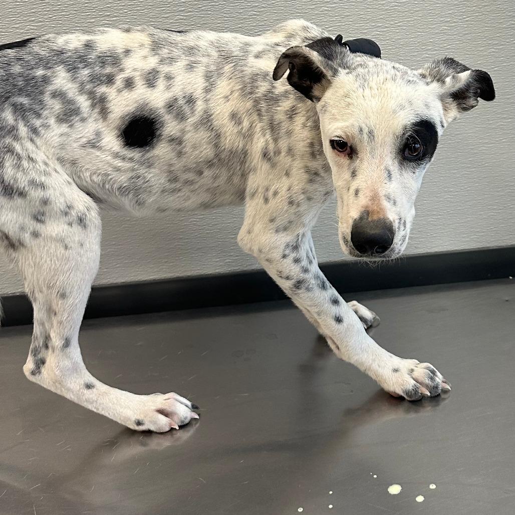 Enlarge Rollie - PAWS, a Adoptable Mixed Breed in Las Cruces, NM image 4/6