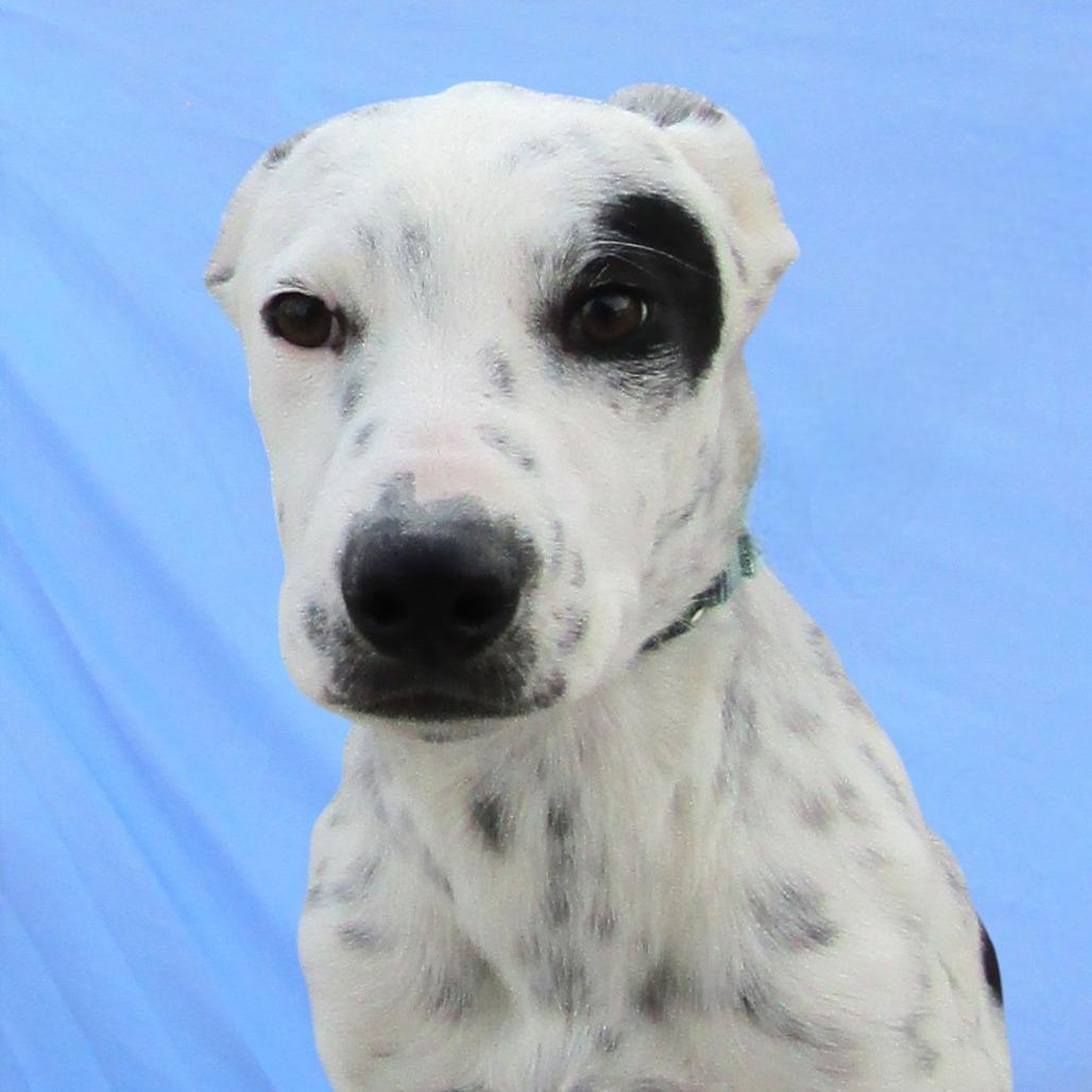 Enlarge Rollie - PAWS, a Adoptable Mixed Breed in Las Cruces, NM image 6/6