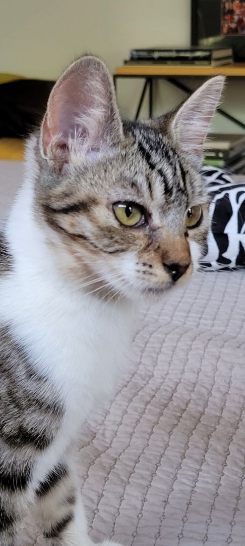 Enlarge Trixie, a Adoptable Tabby in Los Angeles, CA image 1/8