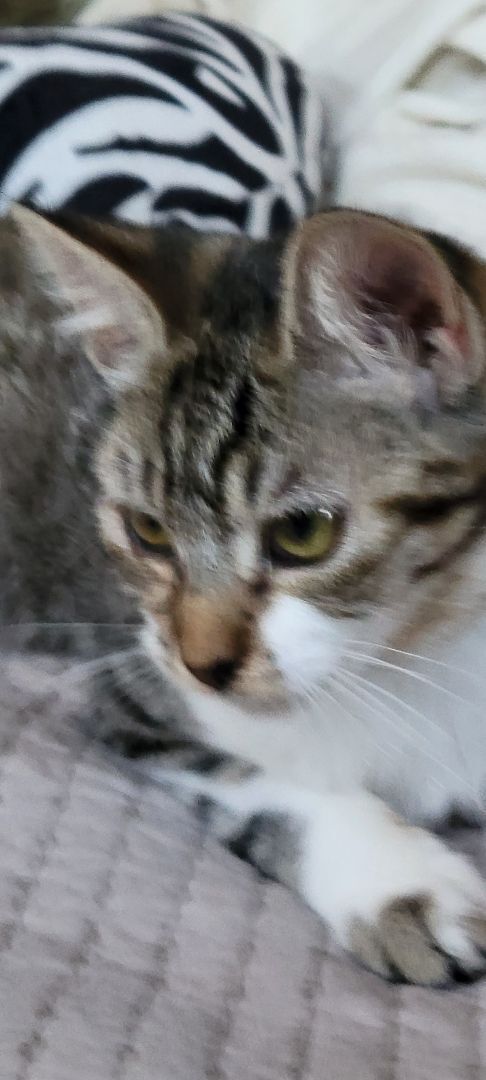 Enlarge Trixie, a Adoptable Tabby in Los Angeles, CA image 2/8