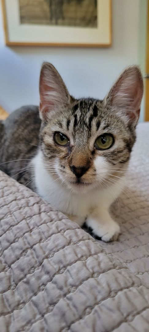 Enlarge Trixie, a Adoptable Tabby in Los Angeles, CA image 3/8