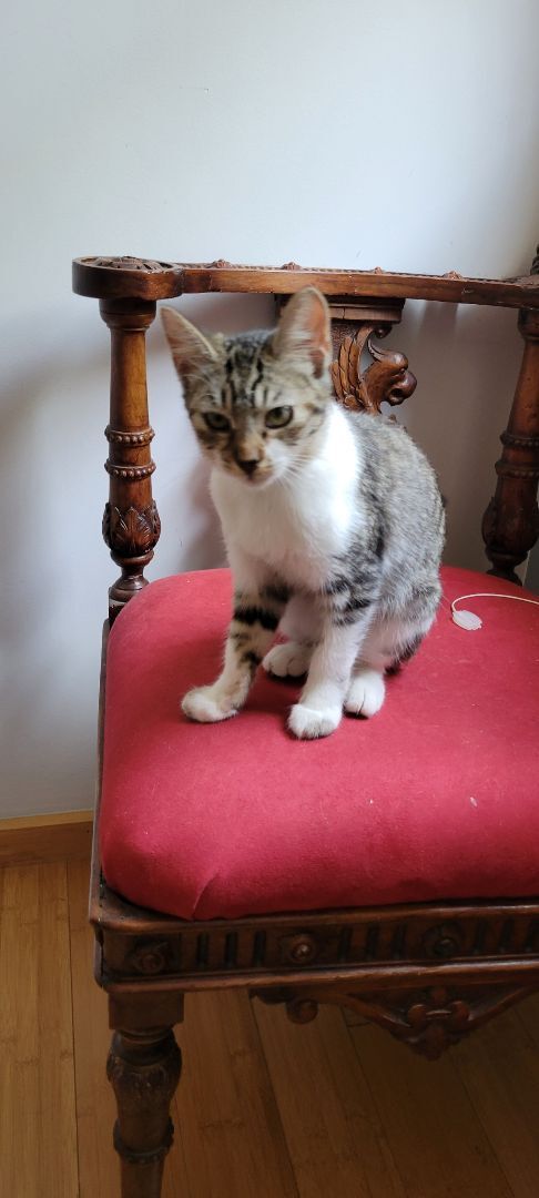 Enlarge Trixie, a Adoptable Tabby in Los Angeles, CA image 4/8