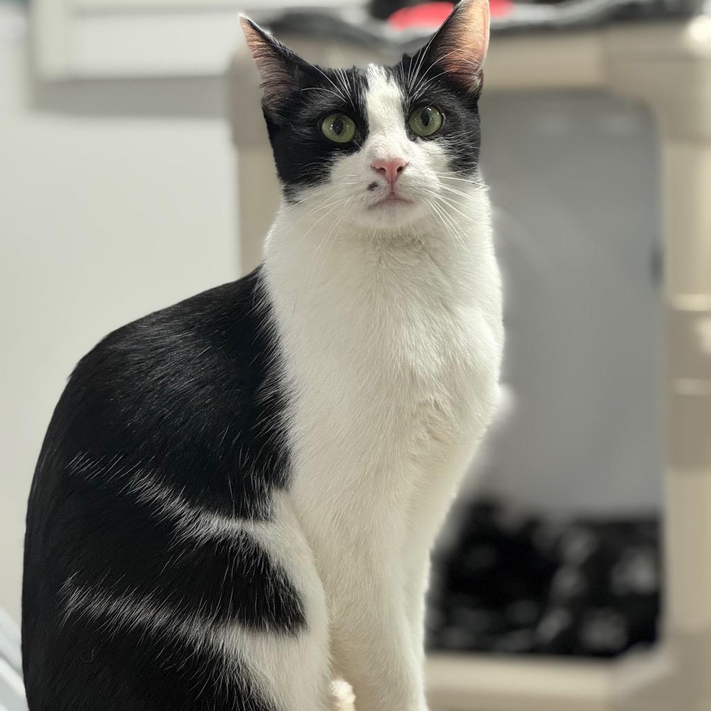 Muffin ARC2025-283, a Adoptable Domestic Short Hair in Akron, NY image 2/3