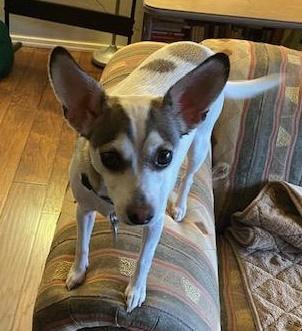 Enlarge Molly, a ADOPTABLE Rat Terrier in Salem, OR image 1/3