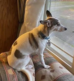 Enlarge Molly, a ADOPTABLE Rat Terrier in Salem, OR image 2/3