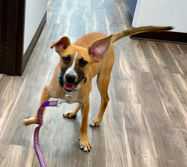 Enlarge Sid, a ADOPTABLE mixed breed in Eutawville, SC image 6/6