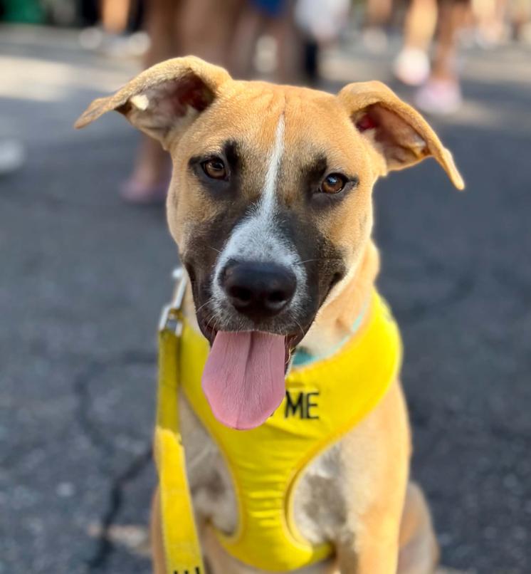 Sid, Adoptable, Puppy Male Mixed Breed.