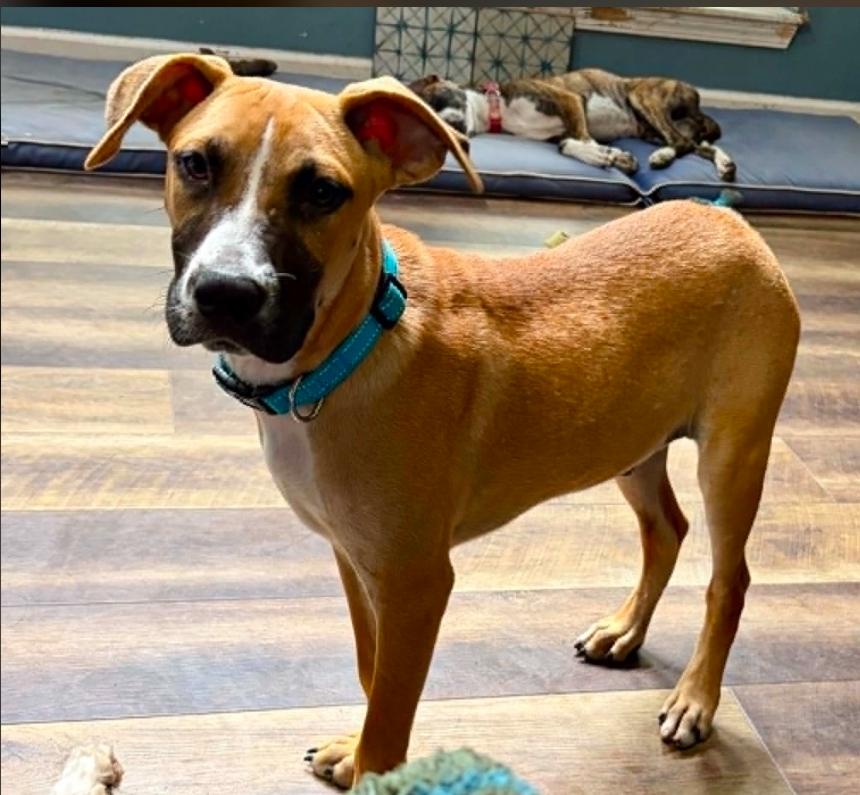 Enlarge Sid, a Adoptable mixed breed in Eutawville, SC image 5/6