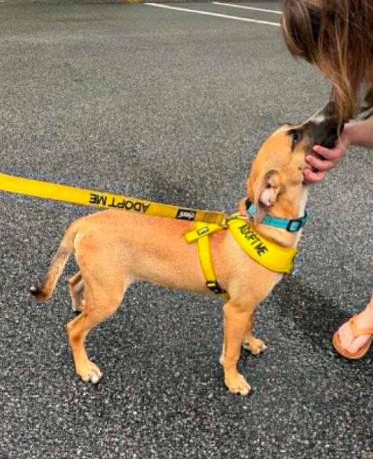 Enlarge Sid, a Adoptable mixed breed in Eutawville, SC image 6/6