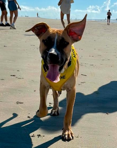 Enlarge Sid, a Adoptable mixed breed in Eutawville, SC image 2/6