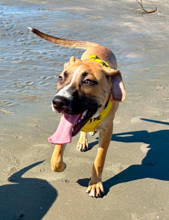Enlarge Sid, a Adoptable mixed breed in Eutawville, SC image 3/6