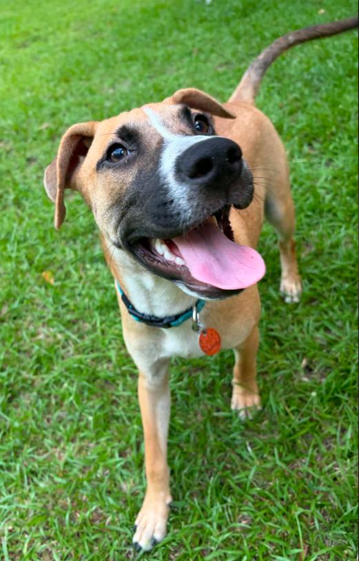 Enlarge Sid, a Adoptable mixed breed in Eutawville, SC image 4/6