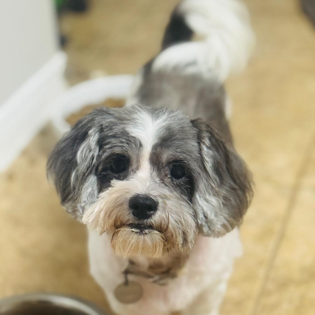 Ellie Marie, a Adoptable Shih Tzu in Houston, TX image 2/6