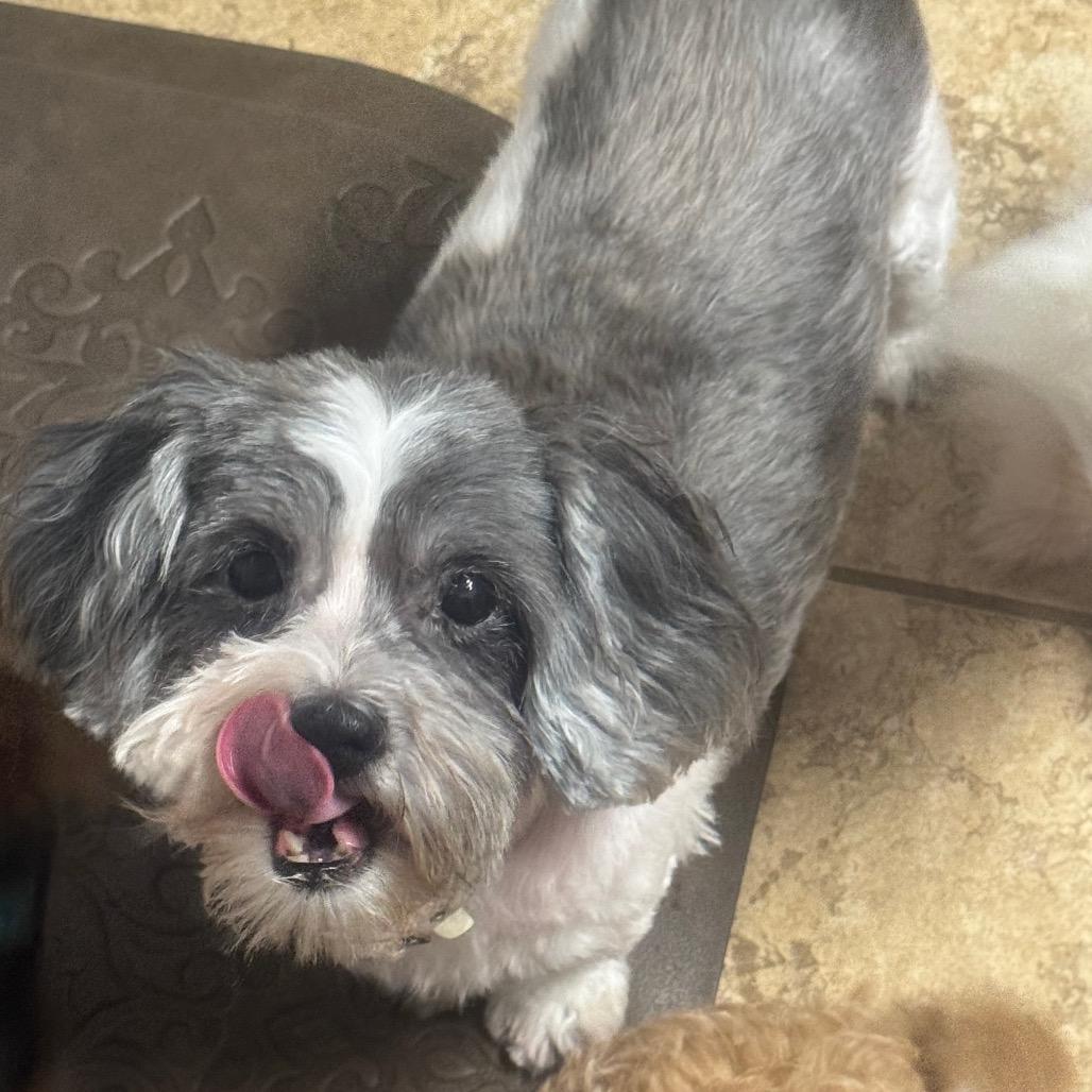Ellie Marie, a Adoptable Shih Tzu in Houston, TX image 3/6
