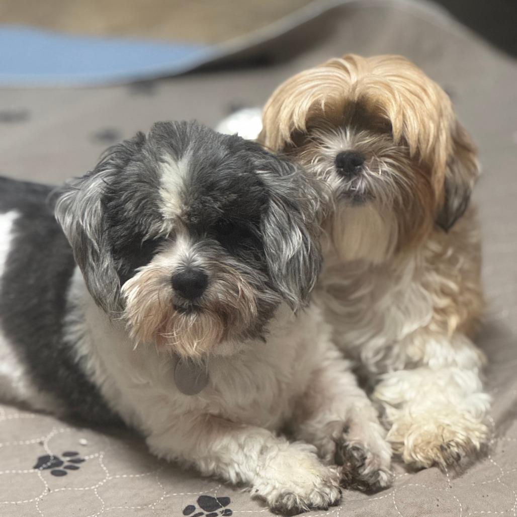 Ellie Marie, a Adoptable Shih Tzu in Houston, TX image 4/6