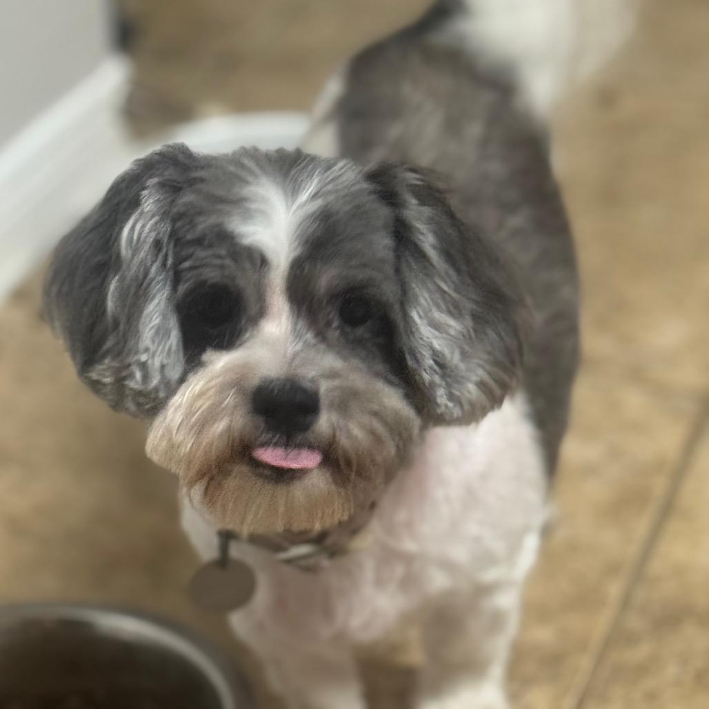 Ellie Marie, a Adoptable Shih Tzu in Houston, TX image 4/6