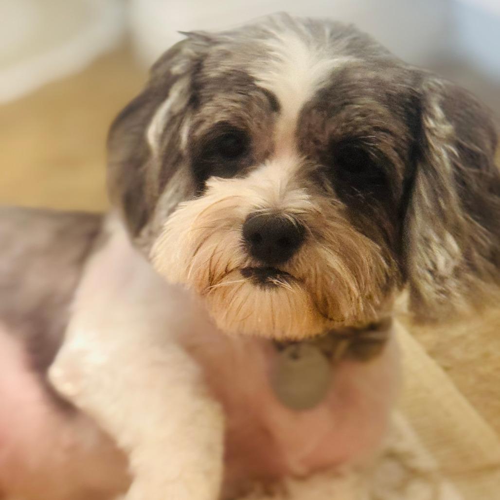 Ellie Marie, a Adoptable Shih Tzu in Houston, TX image 5/6