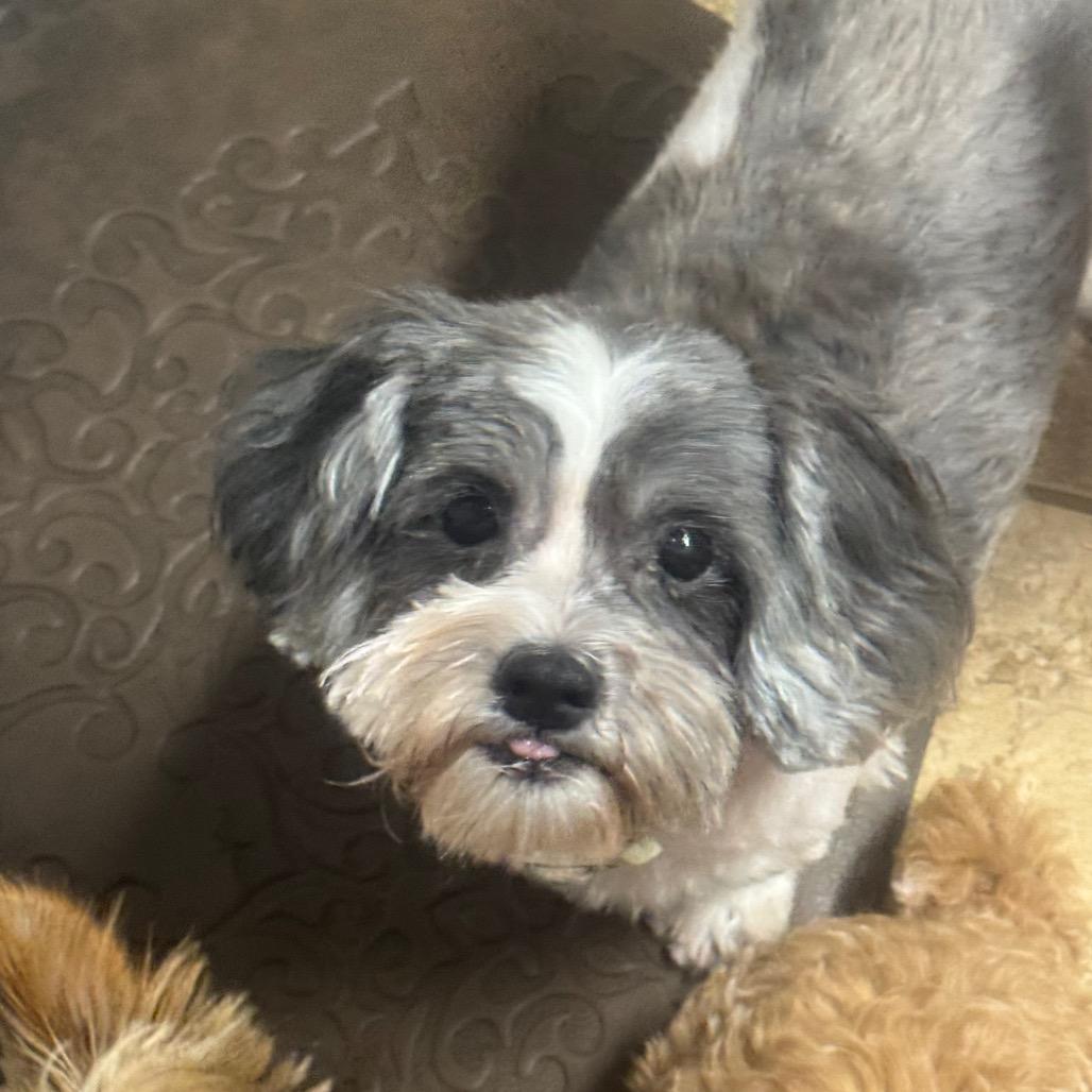 Ellie Marie, a Adoptable Shih Tzu in Houston, TX image 5/6