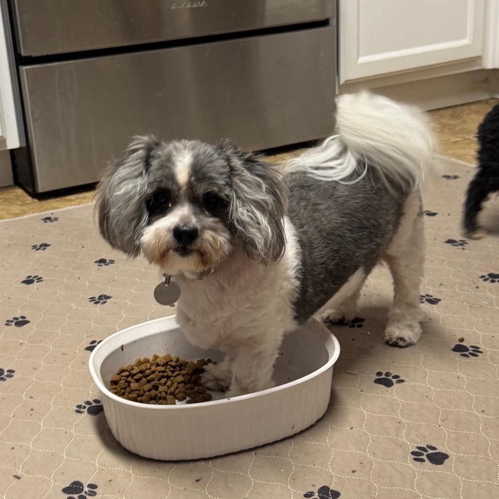 Ellie Marie, a Adoptable Shih Tzu in Houston, TX image 6/6