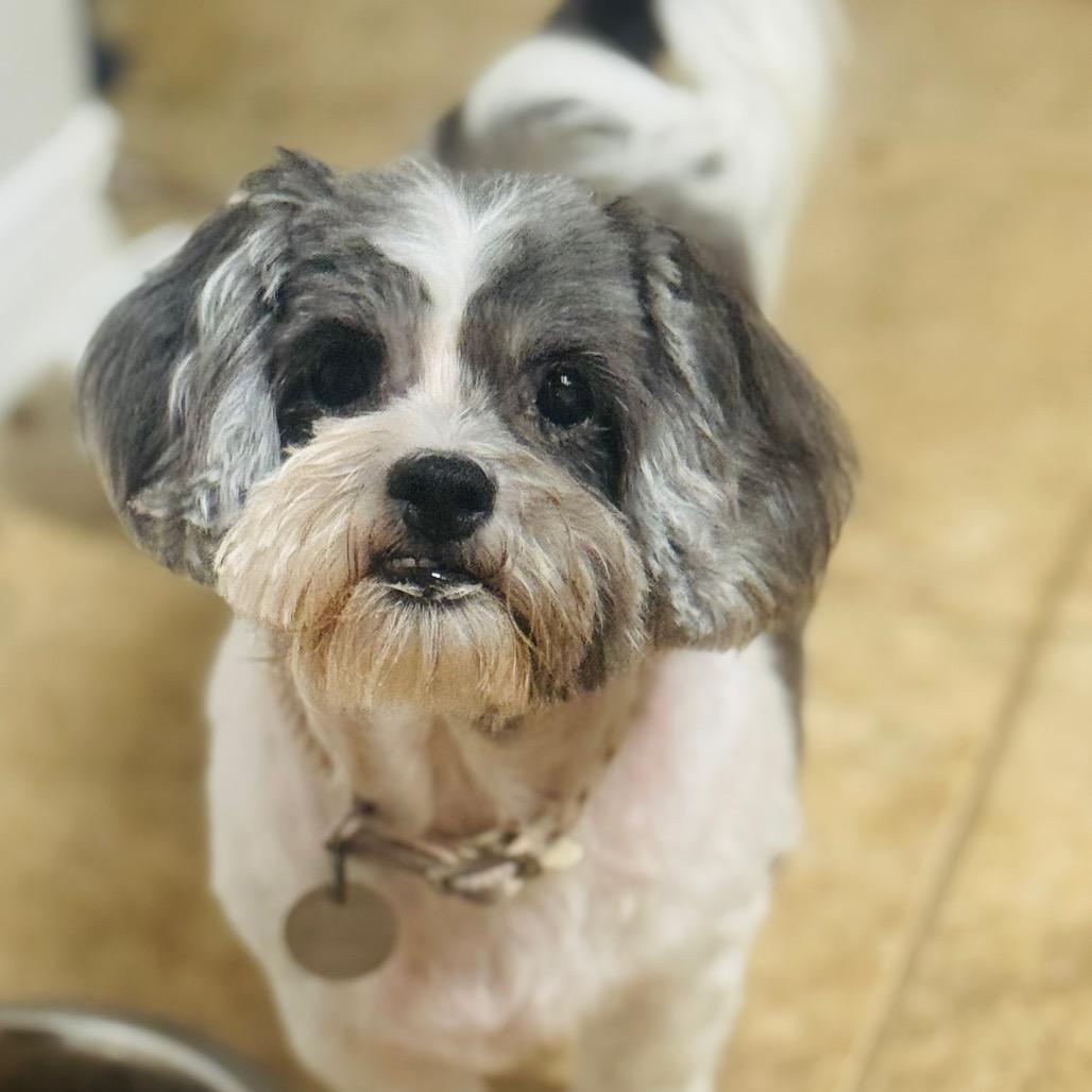 Ellie Marie, a Adoptable Shih Tzu in Houston, TX image 6/6