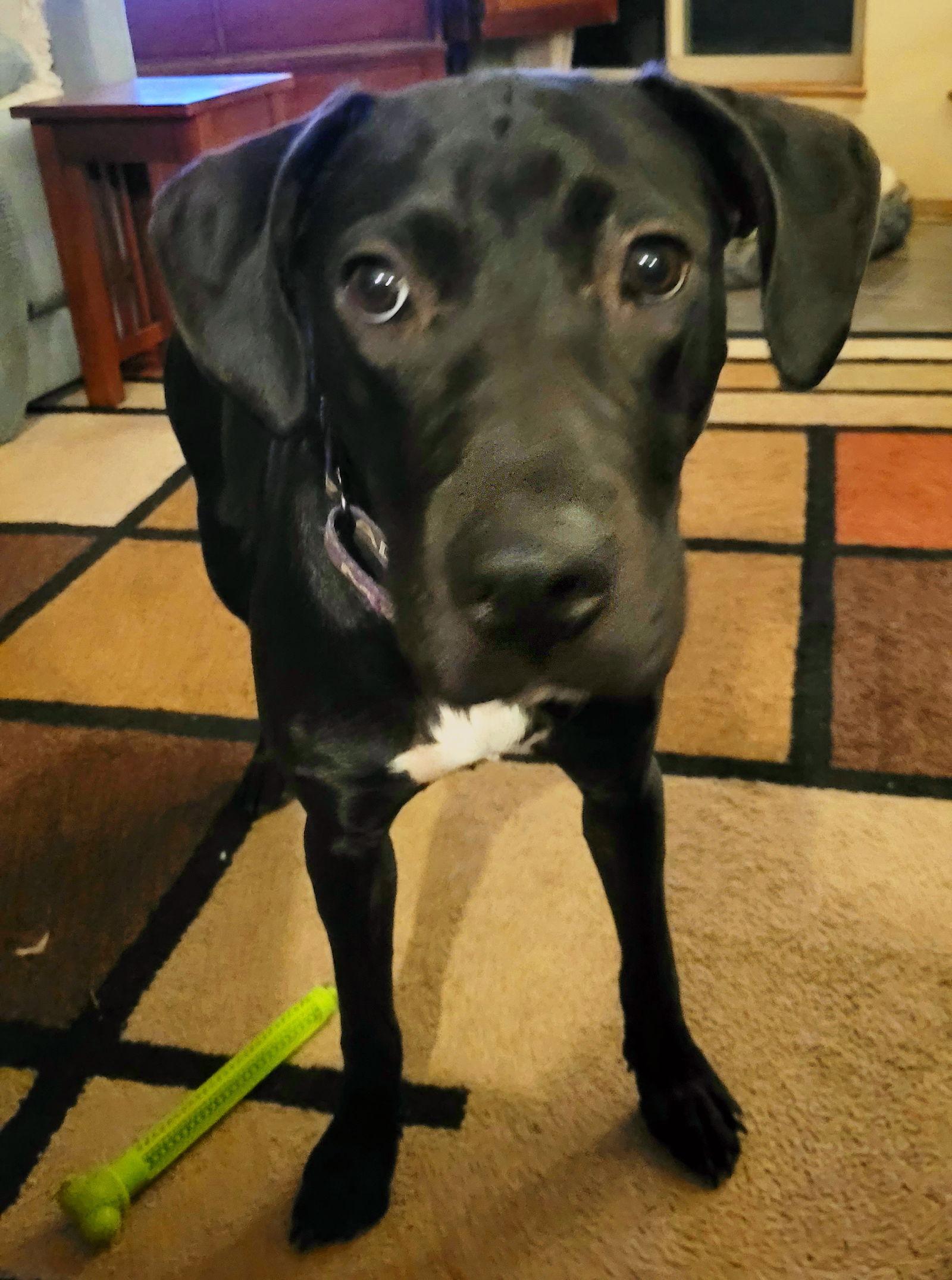 Nina, Adoptable, Young Female Labrador Retriever.