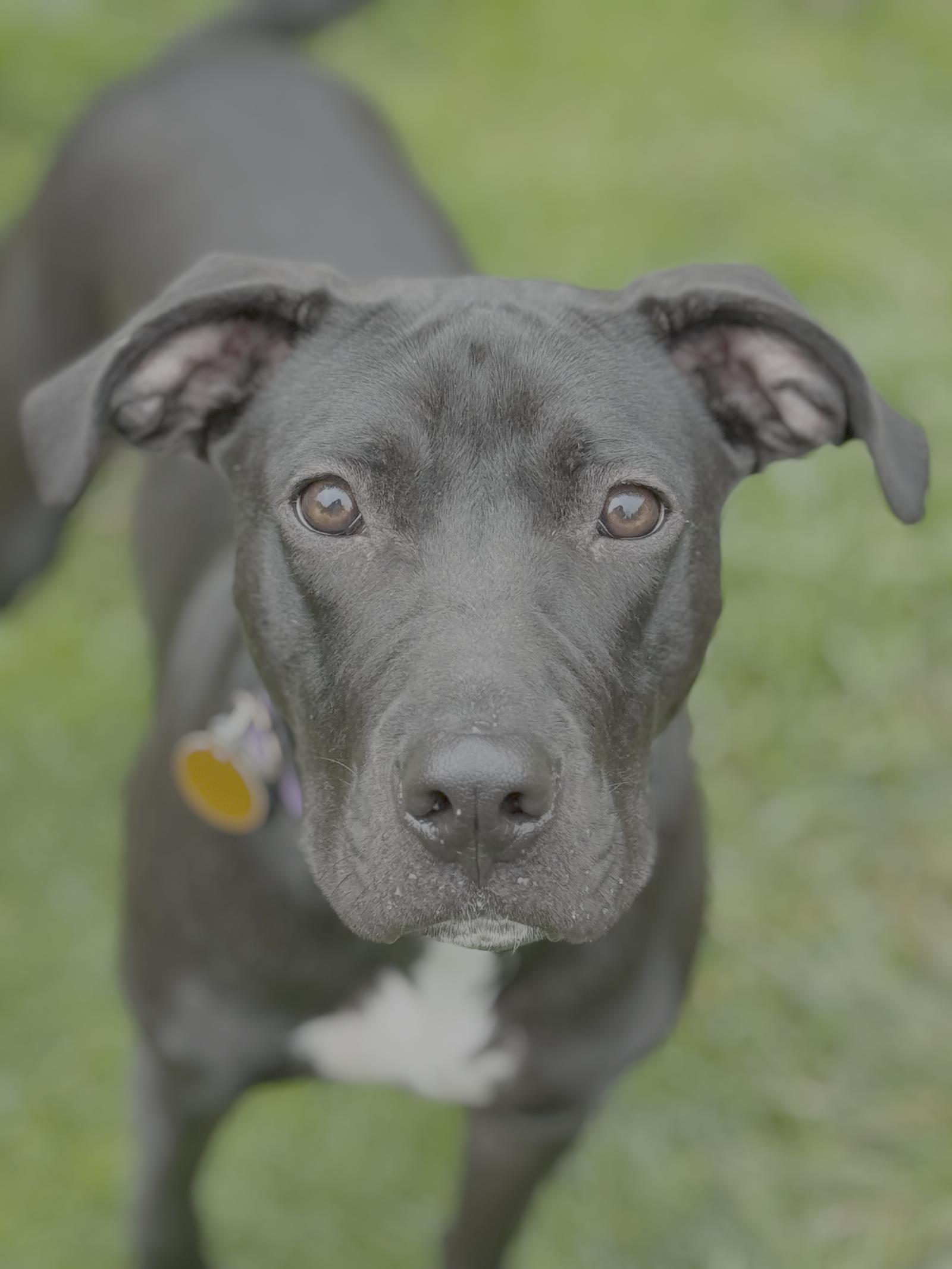 Enlarge Nina, a Adoptable Labrador Retriever in Seattle, WA image 2/2