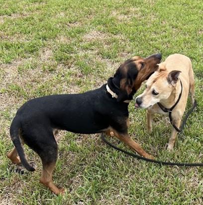 Enlarge Dexter, a Adoptable mixed breed in Rochester, NY image 2/5