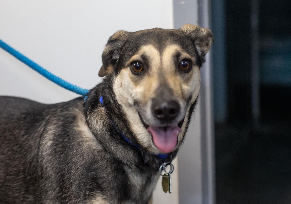 Negan (Boston), a Adoptable mixed breed in Mountain Home, AR image 1/2