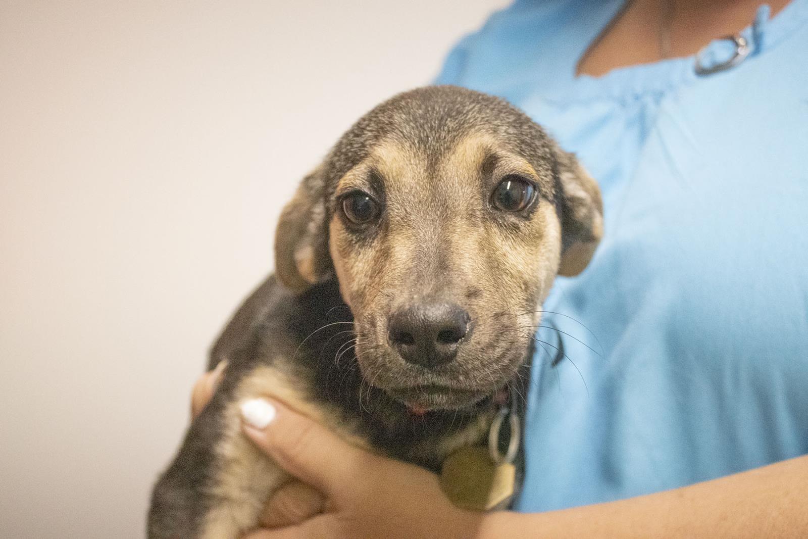 Negan (Boston), a Adoptable mixed breed in Mountain Home, AR image 2/2