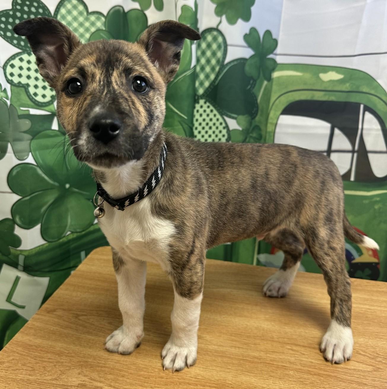 Enlarge Bolt / 60658443, an adopted mixed breed in Elko, NV image 1/1