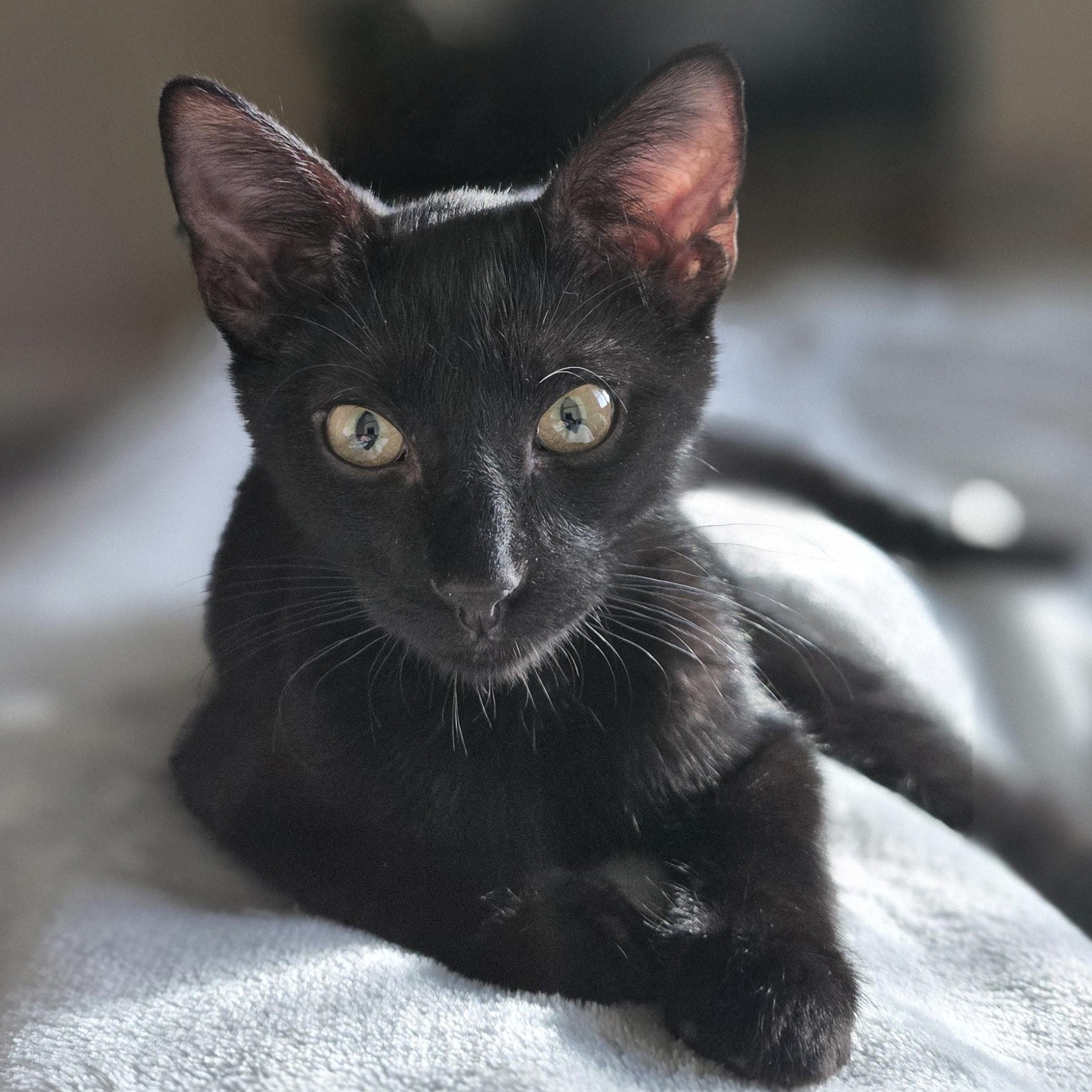Enlarge Bayu, a Adoptable Domestic Short Hair in highlands ranch, CO image 2/6