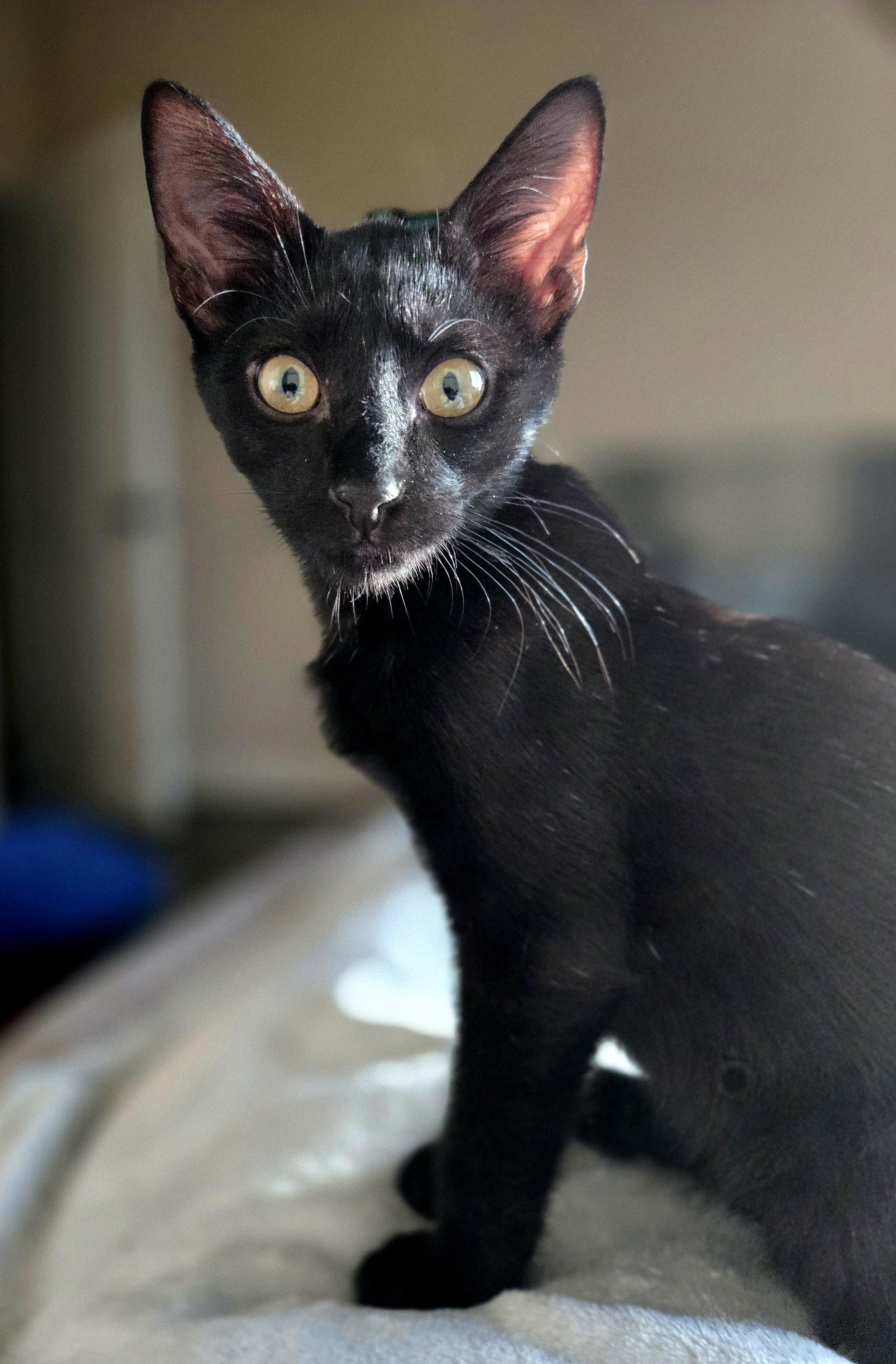 Enlarge Bayu, a Adoptable Domestic Short Hair in highlands ranch, CO image 6/6